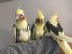 Tamme jonge valkparkieten, Dieren en Toebehoren, Vogels | Parkieten en Papegaaien, Meerdere dieren, Parkiet, Geringd