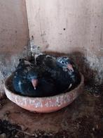 Jonge  Marathon, Mannelijk, Postduif