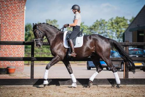 Knappe Zwarte 7 jarige Ruin, Dieren en Toebehoren, Paarden, Ruin, ZZ, 170 tot 175 cm, 7 tot 10 jaar, Dressuurpaard, Met stamboom