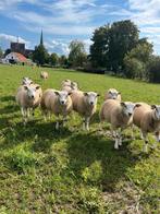 Te koop: 17 mooie gezonde swifter × texelaar ooilammeren, Dieren en Toebehoren, Vrouwelijk, Schaap, 0 tot 2 jaar