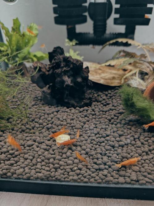 Jonge Orange Sakura Garnalen, Dieren en Toebehoren, Vissen | Aquariumvissen, Kreeft, Krab of Garnaal
