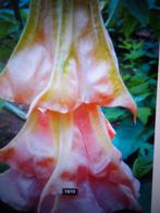 Brugmansia Bf hortensia  dubbel bloem, Volle zon, Vaste plant, Zomer, Ophalen