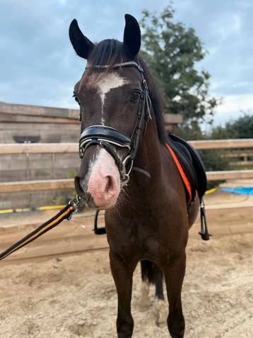 Super (!) brave zwarte Welsh Cob ruin beschikbaar voor biedingen
