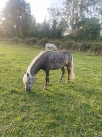 Ter dekking: Silver dapple hengst AMHA/NMPRS, Dieren en Toebehoren, Paarden en Pony's | Dekhengsten en Fokmerries, Hengst