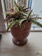 2x plant met pot, Minder dan 100 cm, Ophalen of Verzenden, Halfschaduw, In pot