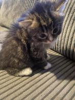 Kittens, Dieren en Toebehoren