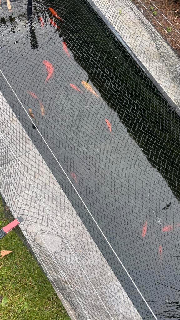 Vijvervissen te koop, Dieren en Toebehoren, Vissen | Vijvervissen, Goudvis(sen)