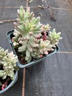 Sedum jelly, Tuin en Terras, Planten | Tuinplanten, Ophalen of Verzenden, Overige soorten, Volle zon