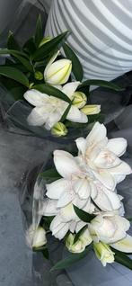 Prachtige Lelie Plant in Pot, Tuin en Terras, Planten | Tuinplanten, Overige soorten, Vaste plant, Ophalen of Verzenden, Halfschaduw