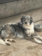 LIEVE, ZACHTE ASTRID ZOEKT HAAR FOREVER HOME, Dieren en Toebehoren, Particulier, Rabiës (hondsdolheid), 1 tot 2 jaar, Buitenland