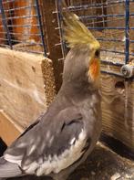 Man valkparkiet (wild), Dieren en Toebehoren, Vogels | Parkieten en Papegaaien, Mannelijk, Parkiet