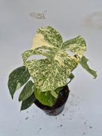 Monstera Thai Constellation Starlight - Zeldzame Mutatie!, Ophalen of Verzenden, Halfschaduw, Minder dan 100 cm