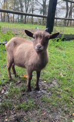 Lieve dwerggeit, Vrouwelijk, Geit, 3 tot 5 jaar