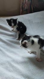 2 lieve kittens (vrouwtjes) OMSCHRIJVING LEZEN, Poes, 0 tot 2 jaar
