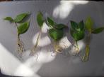 hoya polyneura stekjes, Overige soorten, Minder dan 100 cm, Bloeiende kamerplant, Halfschaduw