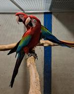 Groenvleugel ara's, Meerdere dieren, Papegaai, Geringd