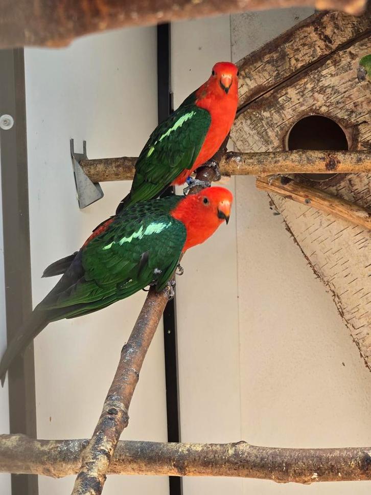 Koningsparkiet(en) 2023, Dieren en Toebehoren, Vogels | Parkieten en Papegaaien, Parkiet, Mannelijk, Geringd