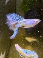 Albino Metal blue lace guppen,guppy,gup, Dieren en Toebehoren, Vissen | Aquariumvissen, Vis, Zoetwatervis