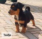 Black & tan en Driekleur bonte Jack Russell Russel pups, Dieren en Toebehoren, Honden | Jack Russells en Terriërs, Jack Russell Terriër