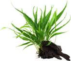 Driftwood met Microsorum Javavaren M | Aquariumplant op hout, Nieuw, Plant(en), Steen of Hout, Ophalen of Verzenden