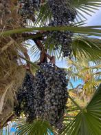 Zaden/zaadlijsten/palmtakken Palmbomen, decoratie/zaaien, Nieuw, Ophalen