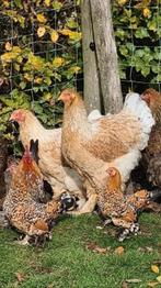 Brahma groot PATRIJS VUILWIT HENNEN, Vrouwelijk, Kip