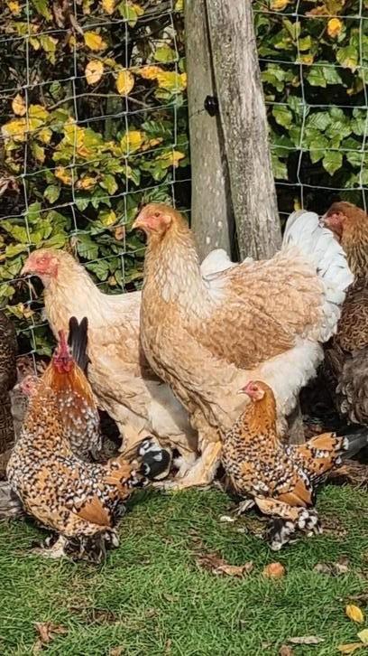 Brahma groot PATRIJS VUILWIT HENNEN, Dieren en Toebehoren, Pluimvee, Kip, Vrouwelijk