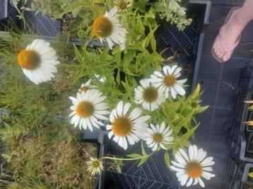 Echinacea purpurea 'Alba' (zonnehoed) beschikbaar voor biedingen