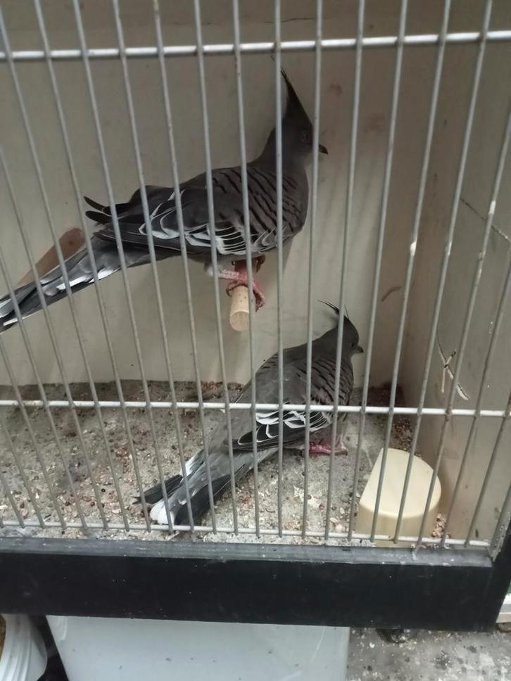 Mooi koppel Australische kuifduiven, Dieren en Toebehoren, Vogels | Duiven, Overige soorten, Meerdere dieren