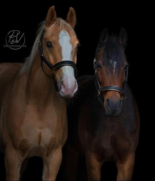 Verzorgster / bijrijder gezocht, Dieren en Toebehoren, Paarden en Pony's | Verzorgingsproducten, Nieuw, Ophalen of Verzenden