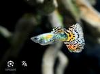 Speciale guppy's, Vis
