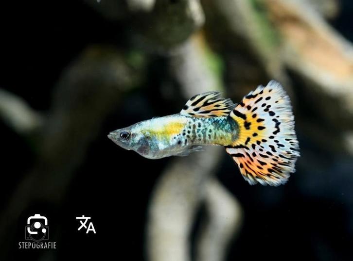 Speciale guppy's, Dieren en Toebehoren, Vissen | Aquariumvissen, Vis