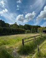 Prachtige weidegang voor 2/3 shetlandpony’s, Dieren en Toebehoren, Stalling en Weidegang, Weidegang
