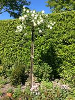 Sneeuw ballen  boompje H=2 m, Tuin en Terras, Planten | Bomen, Ophalen of Verzenden, Volle zon, Overige soorten, Minder dan 100 cm