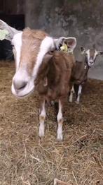 2 toggenburger geiten,, geitjes, Dieren en Toebehoren, Schapen, Geiten en Varkens, Vrouwelijk, Geit