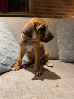 Rhodesian Ridgeback puppy’s, Overige rassen, 8 tot 15 weken, Meerdere, Meerdere dieren