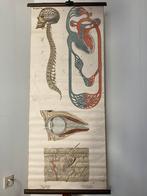 Anatomische plaat door Barge , nr.V, Antiek en Kunst, Ophalen of Verzenden, Natuur en Biologie