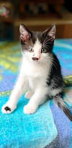 katten van 3maand te koop, Poes, Met stamboom, 0 tot 2 jaar