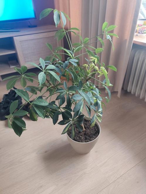 Kamerplanten, Huis en Inrichting, Kamerplanten, Overige soorten, Minder dan 100 cm, Ophalen