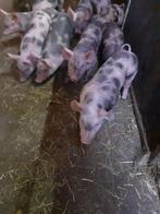 Zuivere Pitrain biggen vleesbiggen, Dieren en Toebehoren, Schapen, Geiten en Varkens, Meerdere dieren, Varken, 0 tot 2 jaar