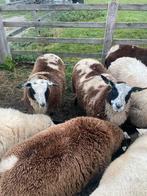 8 Mooie jonge ooien 2025, Vrouwelijk, Schaap