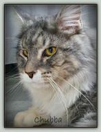 pracht maine coon's: zilver met wit,Creme gemarmerd,blue tab, Dieren en Toebehoren