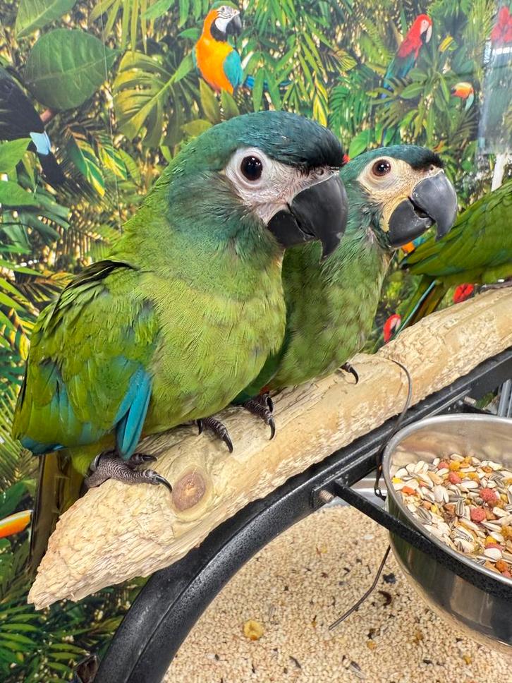 Jonge dwergara’s ara maracana, Dieren en Toebehoren, Vogels | Parkieten en Papegaaien, Papegaai, Meerdere dieren, Pratend, Tam