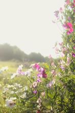 Lathyrus heerlijk geurend, Ophalen of Verzenden, Voorjaar, Volle zon, Zaad