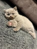Lieve Britse Korthaar kittens – met paspoort & stamboom, Kater, Gechipt