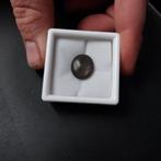 Grote grijze saffier, Ophalen of Verzenden