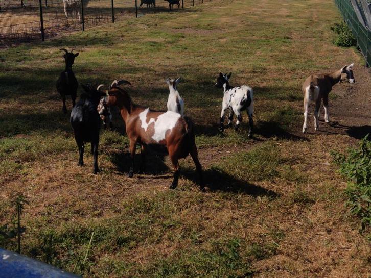 3 mooie jonge geitjes, Dieren en Toebehoren, Schapen, Geiten en Varkens, Geit, Vrouwelijk