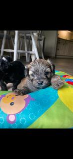 Vrolijke Boomer pups (Shih tzu/Maltezer), Dieren en Toebehoren, CDV (hondenziekte), Meerdere, Klein, 8 tot 15 weken