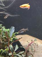 Emerald rasbora 3 stuks, Dieren en Toebehoren, Vissen | Aquariumvissen, Vis, Zoetwatervis