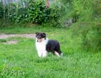 COLLIE Schotse pup FCI, Particulier, Rabiës (hondsdolheid), 8 tot 15 weken, Buitenland